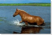 horse crossing river